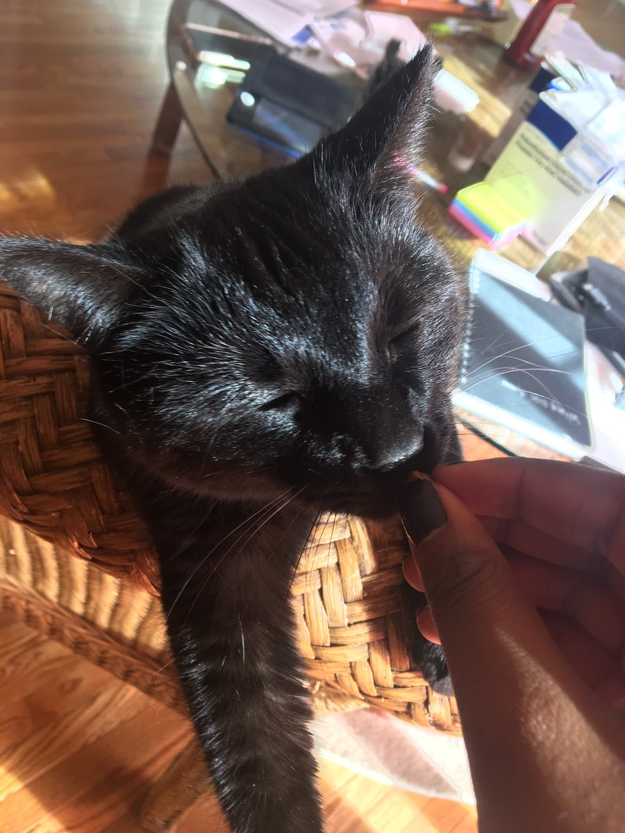 this is another cat i have 2 cats