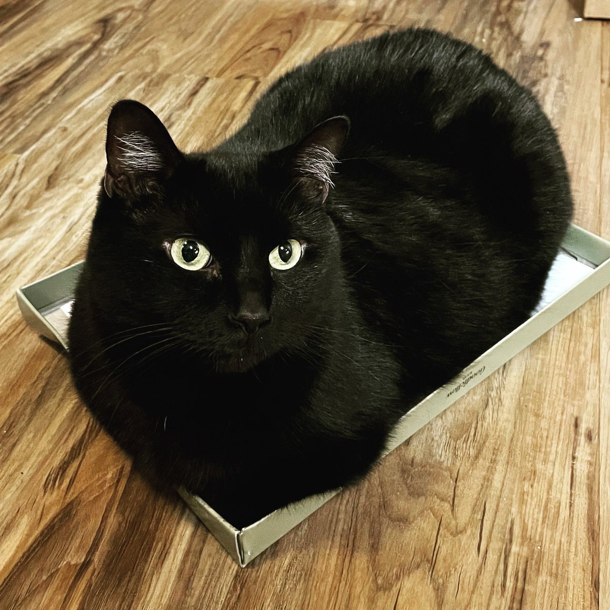 thisphillip's tweet image. #hierronymusthecat #blackcatsofinstagram #harebear #caughtinatrap #cattrap #harrytheblackcat #counthieronymusburnspoebosch #blackcats #blackcat #catsarecool #catsareINTPs #phillipwithtwols #dudeswithcats