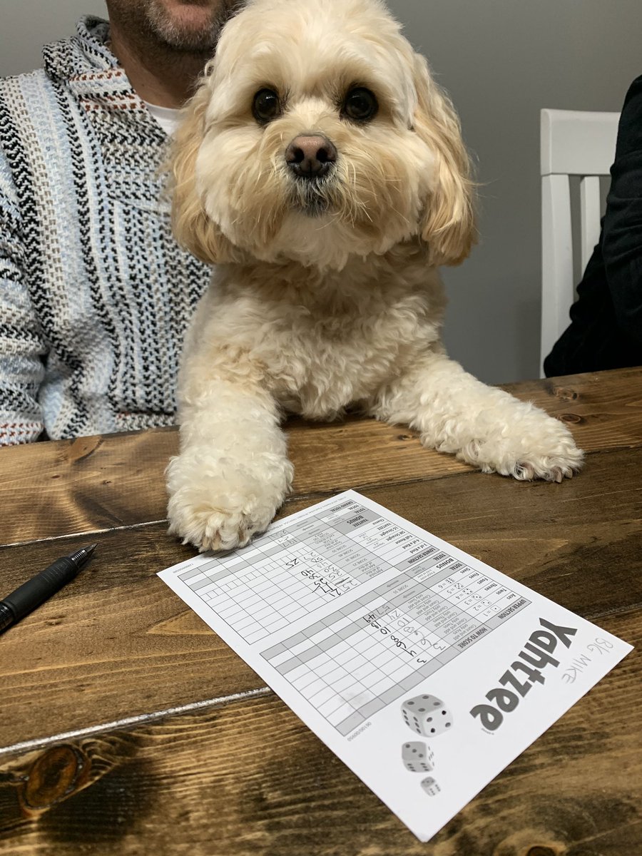 NorberttheDog's tweet photo. @YahtzeeBuddies hand over the dice, let’s go! #yahtzee https://t.co/mcX6OBSzg8