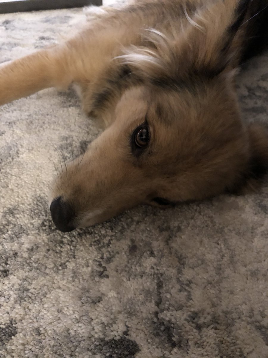 krista_bolen's tweet photo. So I’m fostering (to adopt) a beautiful pup named Glory.  She’s a real sweetheart!! She’s also #heartwormpositive and going through treatment.  If you have pets, please use your heartworm prevention.  She has months of painful injections and no exercise ahead.   #rescuedog https://t.co/qhglFvNXM6