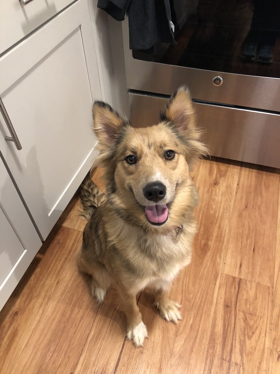 krista_bolen's tweet photo. So I’m fostering (to adopt) a beautiful pup named Glory.  She’s a real sweetheart!! She’s also #heartwormpositive and going through treatment.  If you have pets, please use your heartworm prevention.  She has months of painful injections and no exercise ahead.   #rescuedog https://t.co/qhglFvNXM6