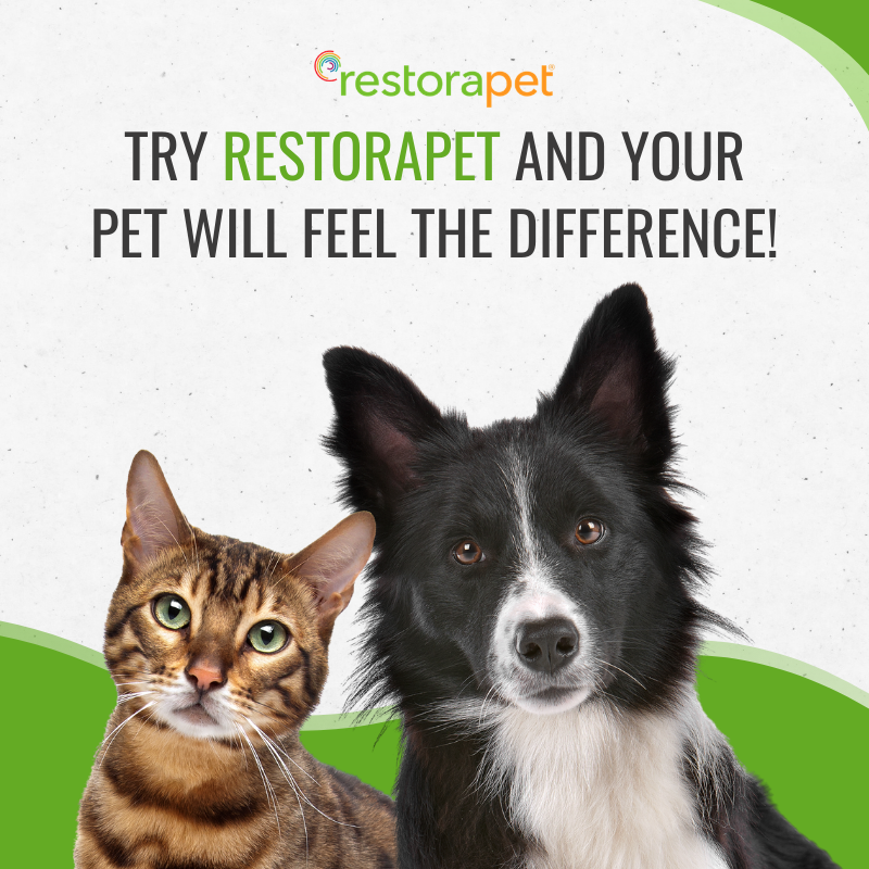 RestoraPet tweet media