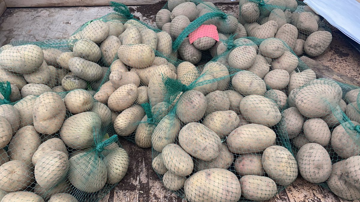 mickkellygrows's tweet photo. Seed potatoes #HolyChit https://t.co/T2dgBDJ0ME