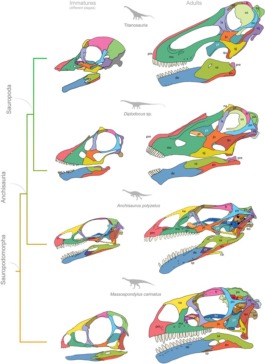 Morphometrics applied to ontogenetic series of sauropodomorphs, theropods and other archosaurs show that the sauropod skull is not the result of pedomorphosis, but predisplacement: features present in adult early sauropodomorphs are found in the embryos of sauropods