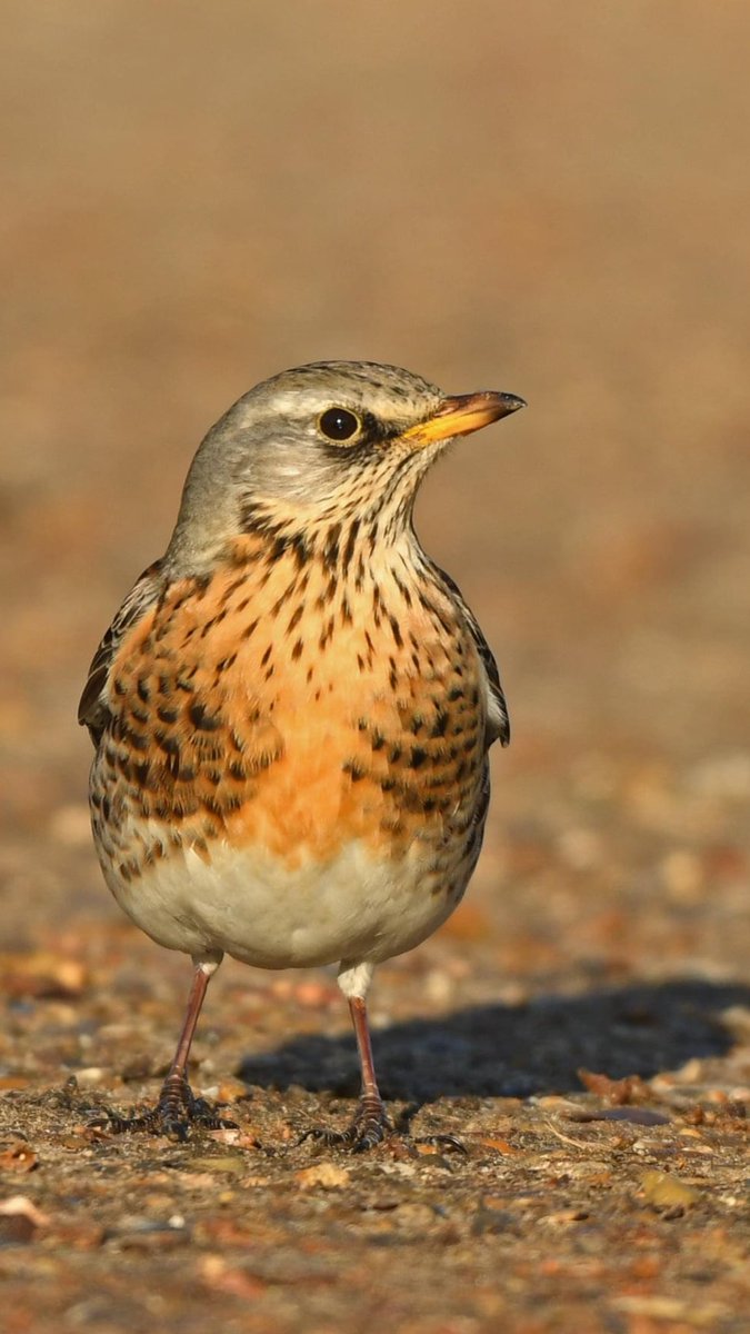 Plenty Fieldfare around Suffolk at the moment.