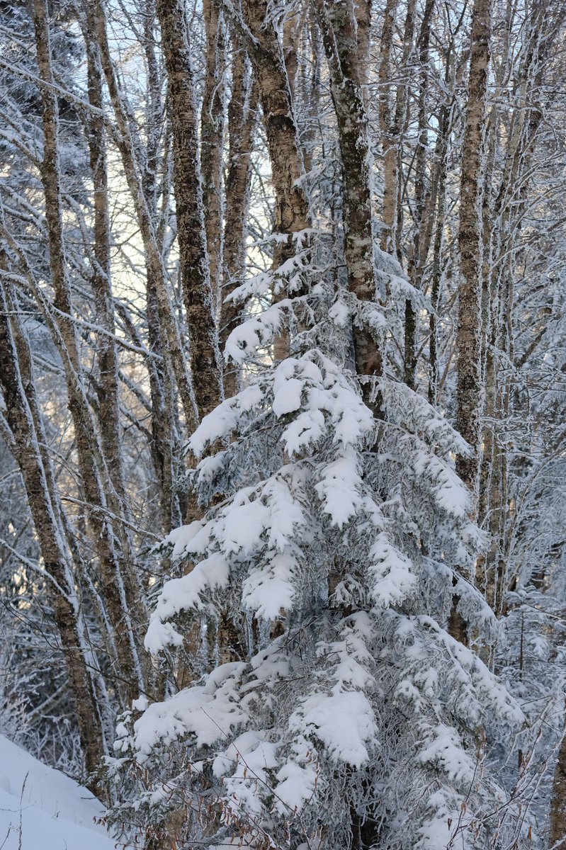 GreatSmokyNPS (@greatsmokynps) on Twitter photo “When the snow-covered forest lies motionless beneath the faintly darkening sky, it is completely still. If it then begins to snow and the air fills with snowflakes, it is completely silent, but that silence is different. 1/2 “When the snow-covered forest lies motionless beneath the faintly darkening sky, it is completely still. If it then begins to snow and the air fills with snowflakes, it is completely silent, but that silence is different. 1/2