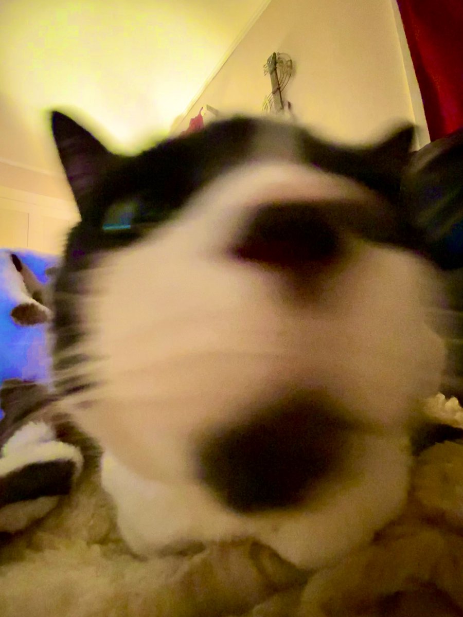 Souseman's tweet photo. My cat imitating @theweeknd #SuperBowlPerformance https://t.co/6DbojwIt1m