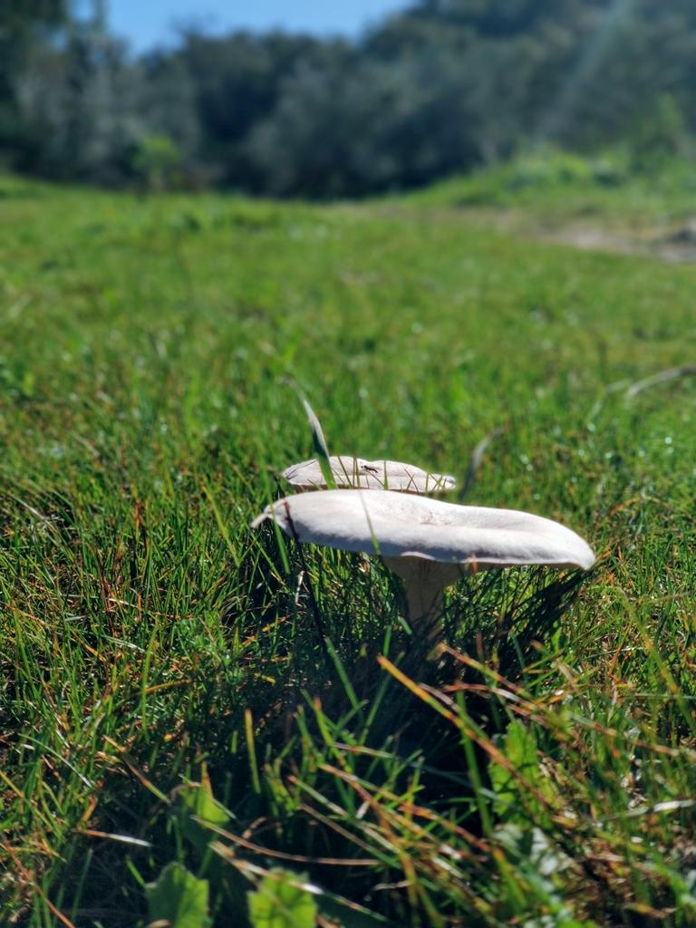 mlinaje's tweet image. I 💚 La Montaña
Foto en #Valdeflores #Caceres