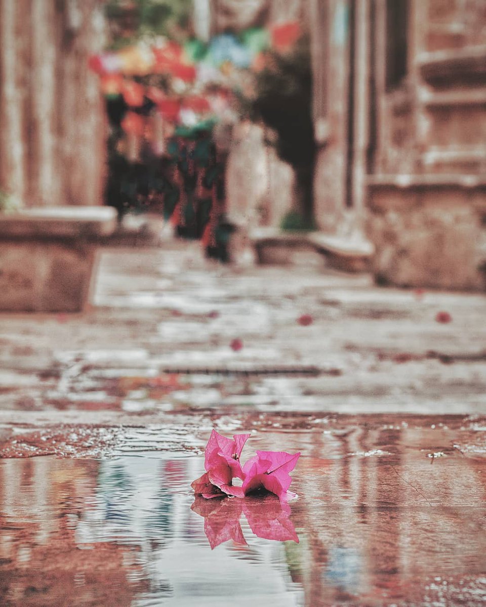 redexplorermx's tweet photo. #ViajarEnElTiempo || Te compartimos 3 destinos mexicanos que debes visitar alguna vez en la vida si te consideras un verdadero romántico. ✈️😍🌹
https://t.co/BOi5YKG1UF
.
#Viaja #Amor #Romantic #sanvalentin https://t.co/NYcTKkX993