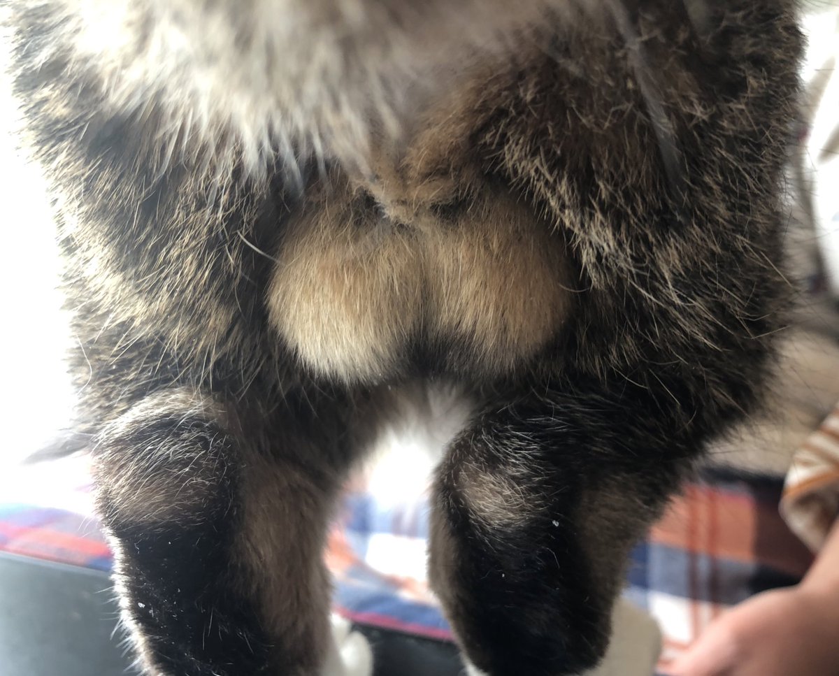 カーペットの中にいる猫ちゃんに だーれだ したら誰もいなかった飼い主さんの漫画 そんな目でみるな あるある Togetter カーペットの中にいる猫ちゃんに だーれだ したら誰もいなかった飼い主さんの漫画 そんな目でみるな あるある Togetter