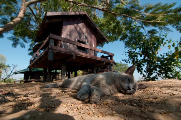これから、私の夢でもあるキャットタウンを造る方法を考察していきます🐱