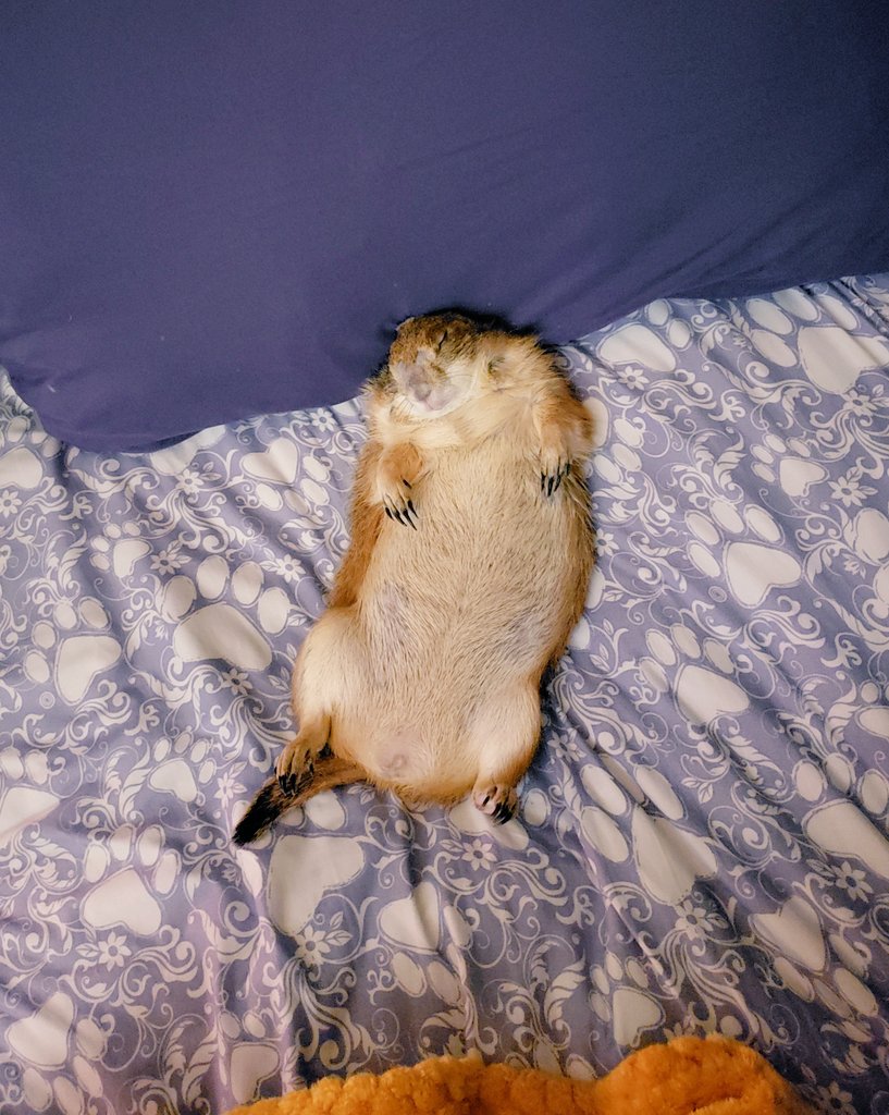 RatManParty's tweet photo. Still in bed lazy rat 🐀 😴 #prairiedog #ratman https://t.co/nnS9UW96bk