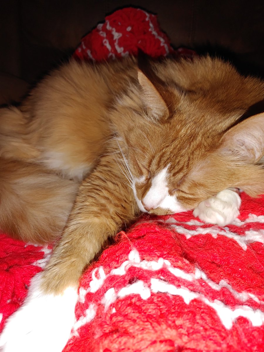 tlynn629's tweet photo. Now this one looks comfy. #Caturday #GeorgeCat https://t.co/RYJc9fLkK3