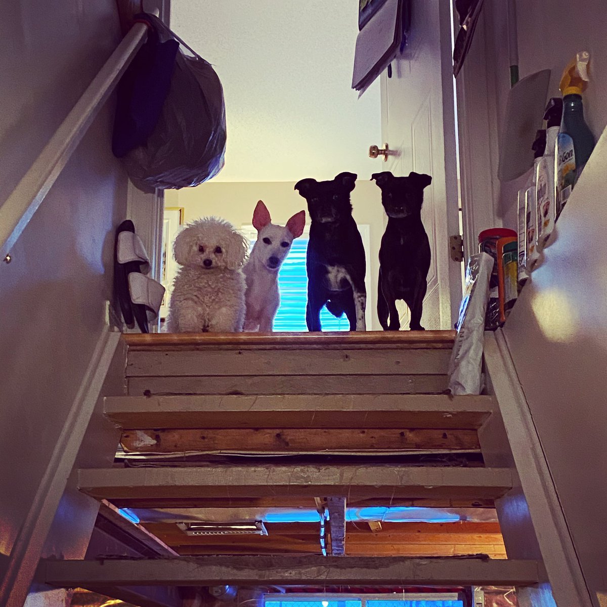 Whatcha doin daddy? 
#ottawa #dog #doglovers #dogs #family #curious #basement #love #pets #toypoodle #rescuedog #chihuahua #pug #mansbestfriend