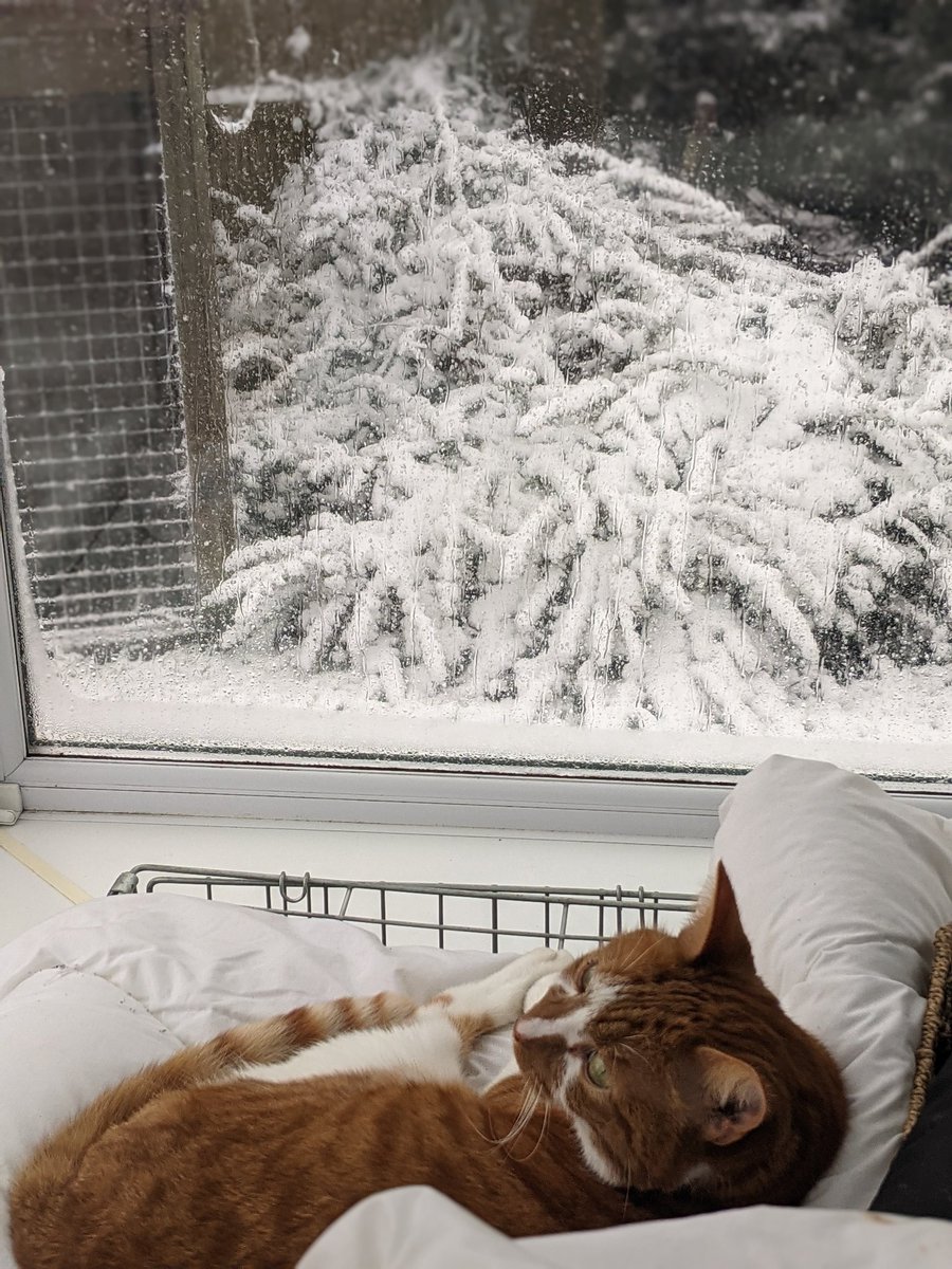 jeff_spot's tweet photo. #Caturday Still enjoying the snow from a distance! https://t.co/yRLen0Ieg9