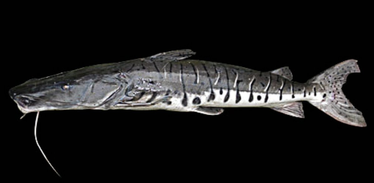 The presence of large doncella, known as Aikiam in the Achuar & Wampis languages, indicates that the ecosystem is in good condition. In turn, Aikiam are the main source of protein for local communities. A great example of how healthy landscapes = healthy people!