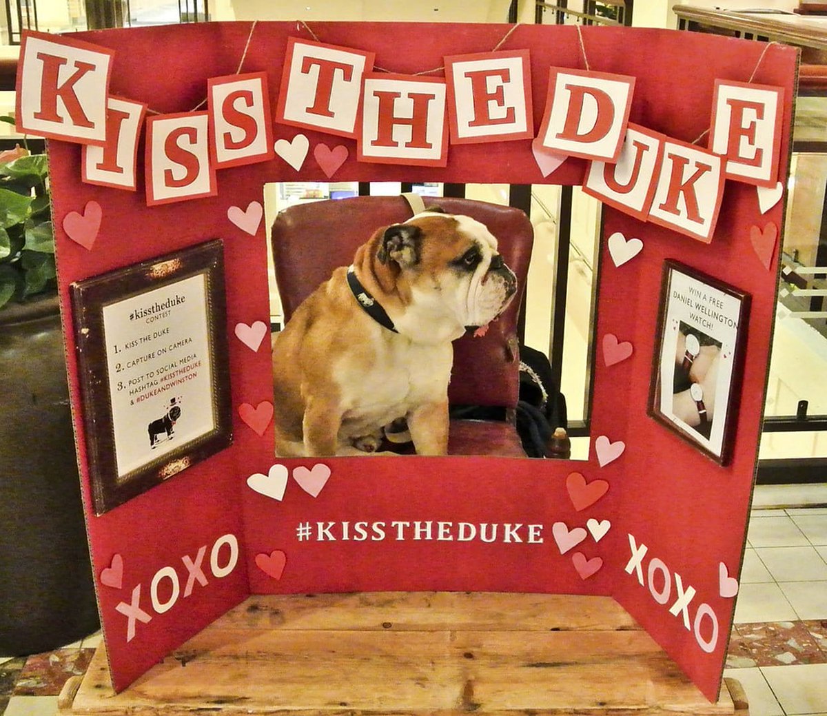 dukeandwinston's tweet photo. #kisstheduke Valentines Campaign, 2015 #happyvalentinesweekend❤️ #godsavetheduke
#DogLover #dogs #Bulldogs #ValentinesDay https://t.co/2o4Ronu9CN