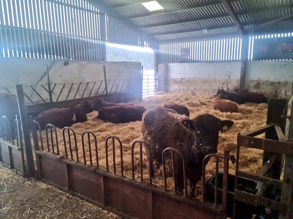 Edinvale Farm 🌱🐂 tweet media