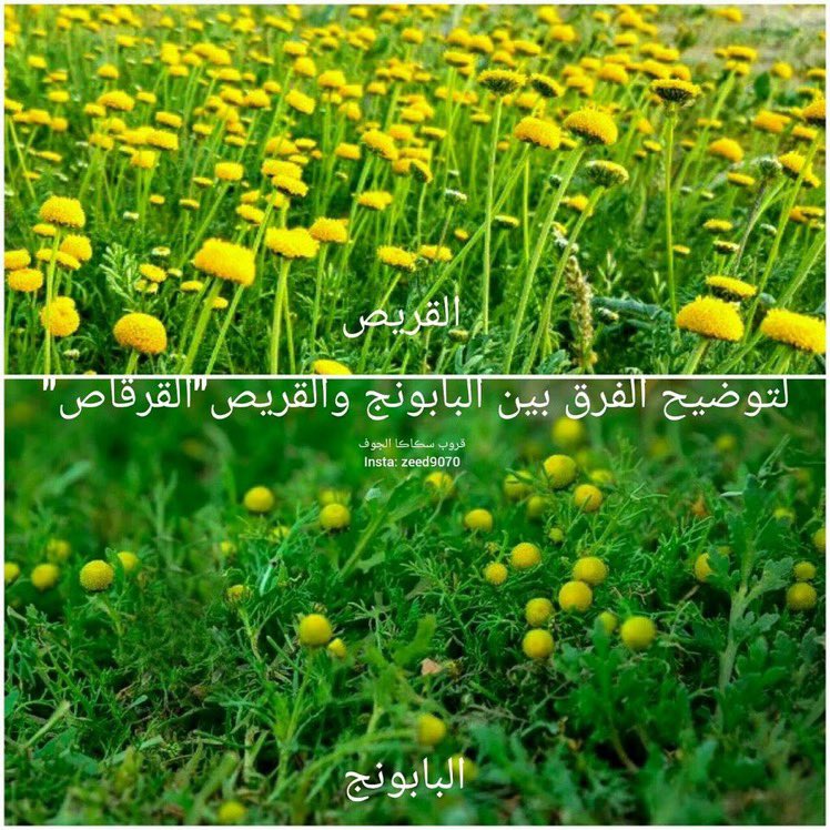 librahim_'s tweet photo. @mekshatsharqiah @Seeds_Bank ( البابونج - الحندقوق - ابو زهيرة ) القرقاص يختلف https://t.co/AizPv3dxJZ