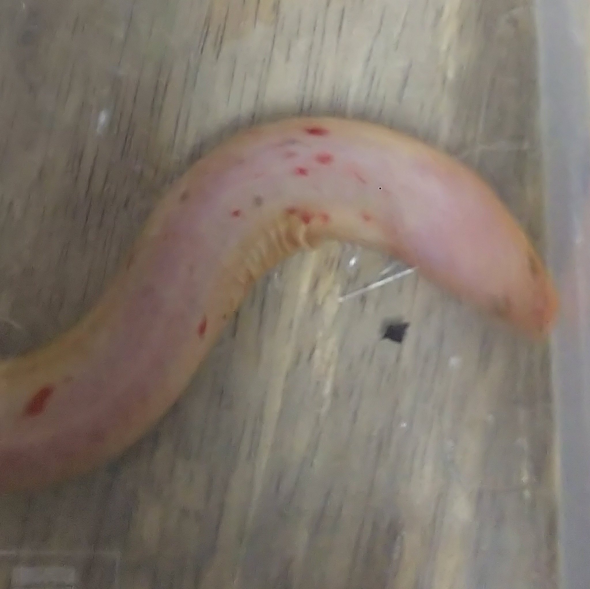 爬虫類 両生類専門店レプティリカス インド便の珍魚も来ています キャリコ模様で赤い染みの様な斑点が気持ち悪い 笑 ゴールデンタウナギ 商談中 小さなバガリウス ゲッコーキャット の様なシソールキャットが入荷 ゴールデンタウナギは久し振りみたい