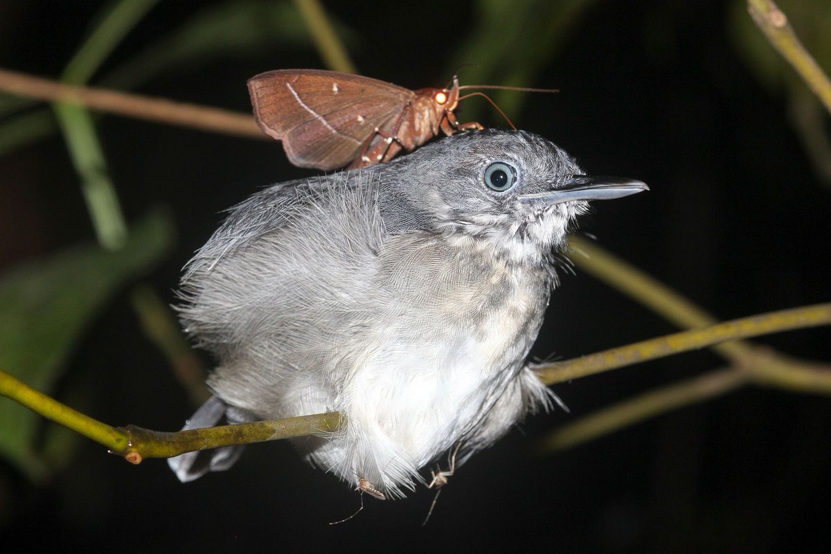 Daily Moths (@moths_daily) on Twitter photo 