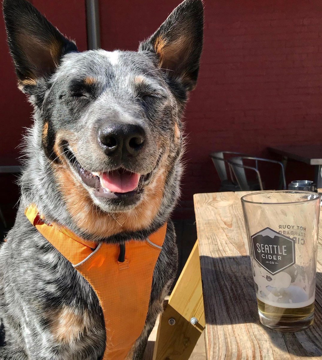 When it's almost time for a refill ☺️ Visit <a href="/PourTaproomKnox/">Pour Taproom</a> this weekend for some #selfpour drinks and smiling pups ❤️ 

#selfservebeer #ipourit #selfpourpups