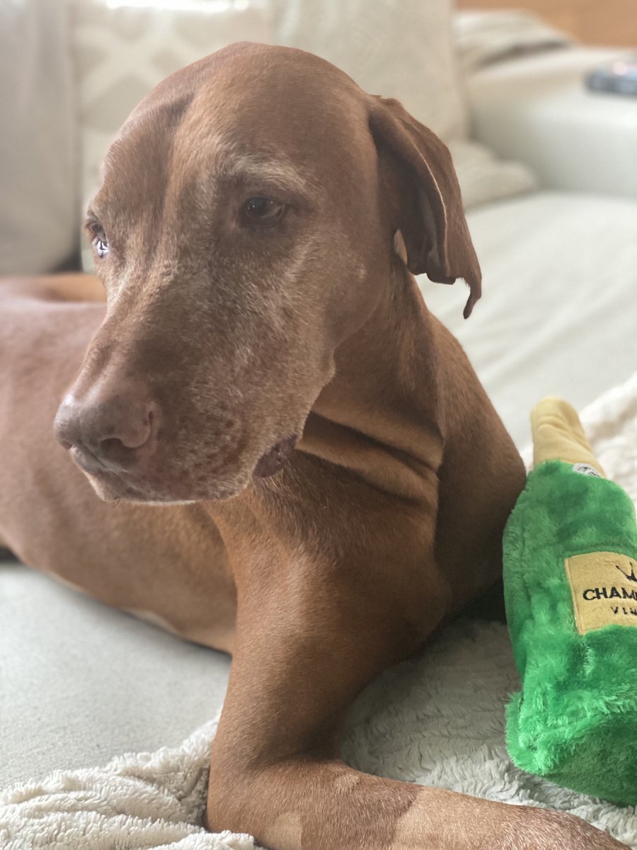 Dana Perino tweet media