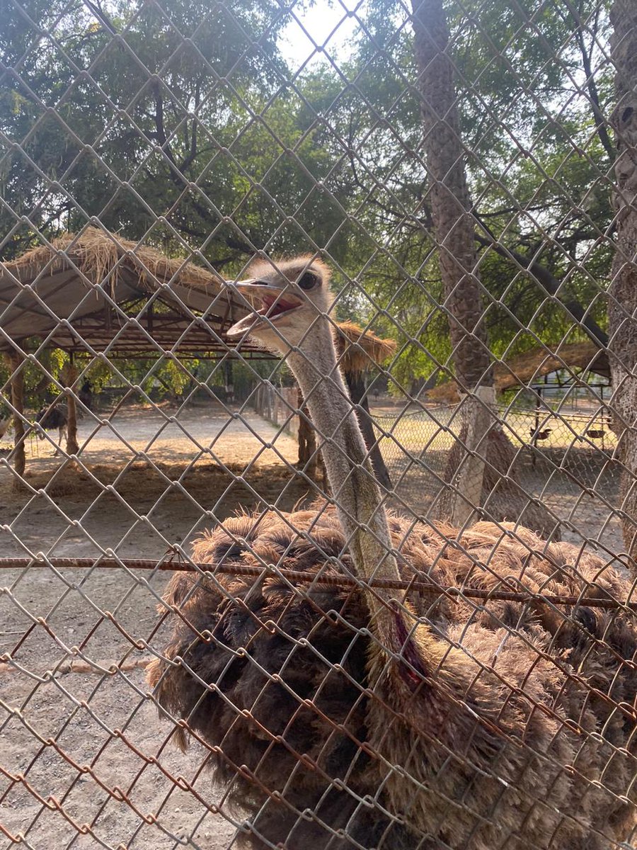 Rahu1rai's tweet photo. @IndoreZoo @ChouhanShivraj , today in this was very sad to see this ostrich with a big wound on neck and was rubing it on the fencies , updated this  to zoo ppl available , they said some1 is sent to buy 💊💉, according to me they should keep it in place where it can recover fast https://t.co/ePMYVaWo8r