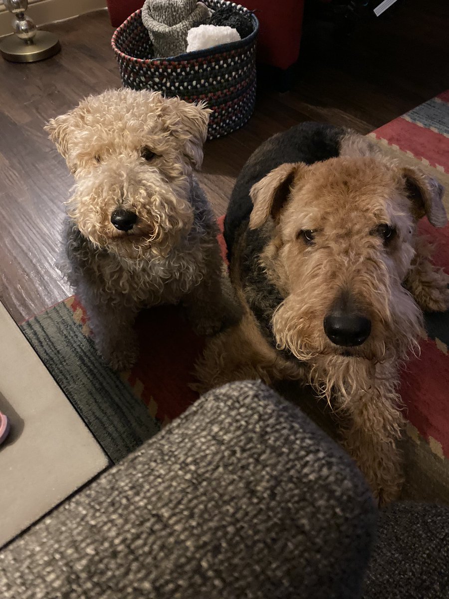 mathismom3's tweet photo. @bertie_lakeland Bertie, Us too! Us too! We love you! Maybe momma will share her pretty cookie... 🤔 (Lucy the Weshie and Baylor the Airedale) https://t.co/sD76ec64Nq