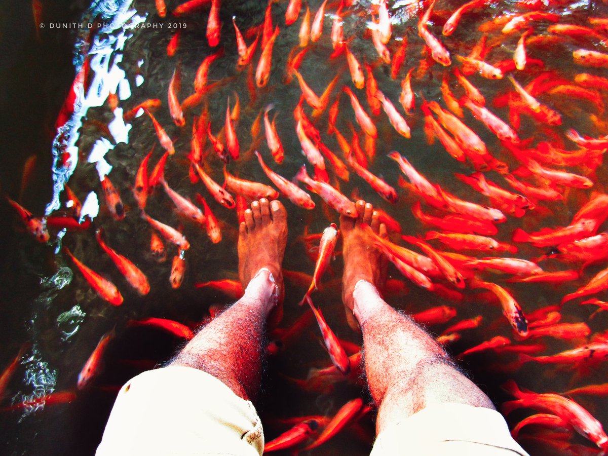 DDunith's tweet photo. Burning Sun Meditation π βοΈ #KoiKarp #FishTheraphy #DunithDDiaries https://t.co/jxzyXNPMsY