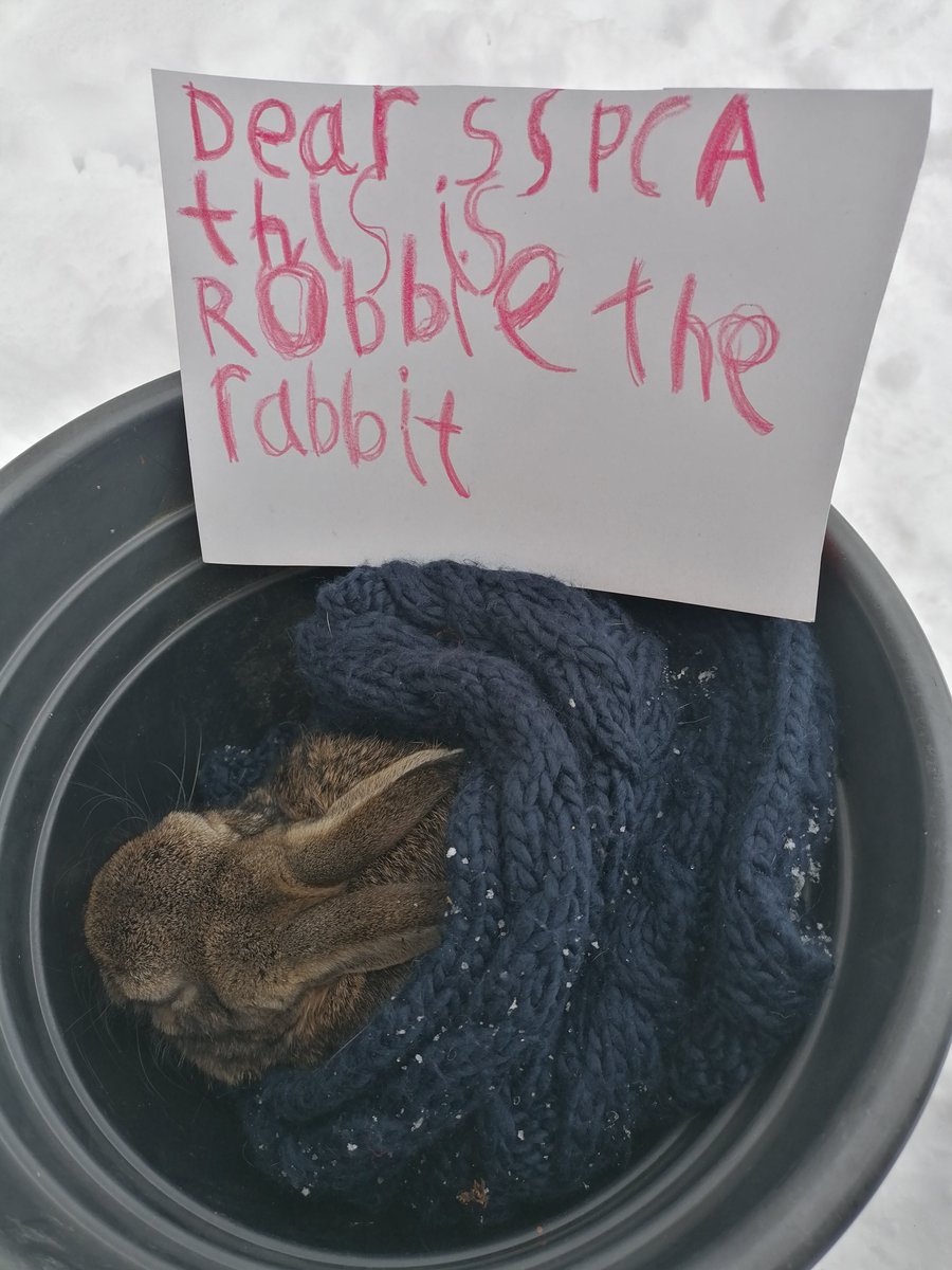 L90Steph's tweet photo. Another little rescue for us today - not our usual hedgehog find but this time a quite poorly, stunned little rabbit 😢 boys named him Robbie &amp; keeping fingers 🤞 for him but didn't look too well, poor wee thing. Thanks to @ScottishSPCA for picking him up so quickly 🐰💙 https://t.co/4l3HPVEtad