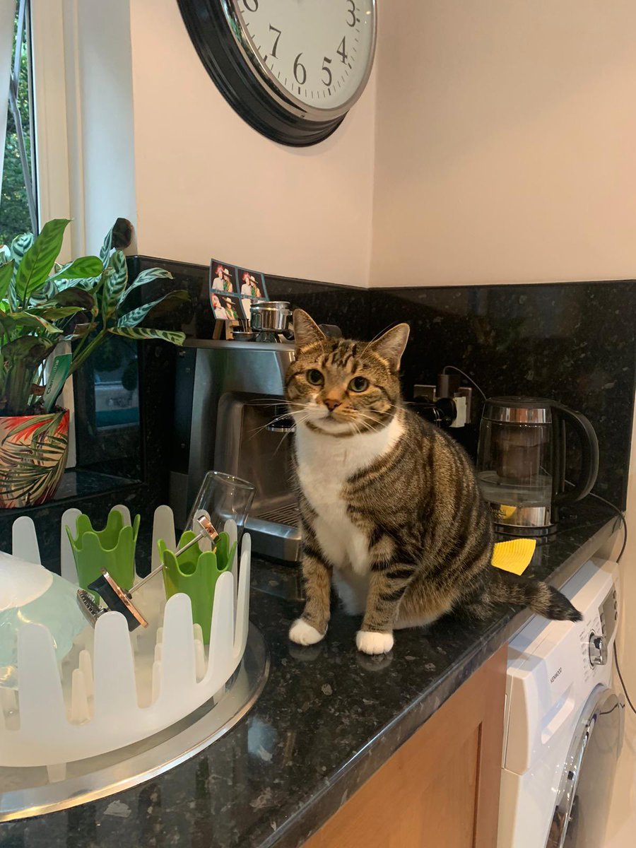 Happy #galentinesday <a href="/cat_binky/">Binky</a> <a href="/duchess_meow/">Duchess 👑😹</a> @GingerLucyCat <a href="/lena_valentin_/">Lena ❤️🐾🐈‍⬛ & Valli ❤️🐾🦁</a> (and also <a href="/blakeandbrodie/">Blake & Brodie</a> <a href="/CharlieandTj/">Charlie, Casey🌈, and Tracey</a> even though you are boys) #caturday #furpals (I’m being very naughty abs sitting on the worktop #giggles)