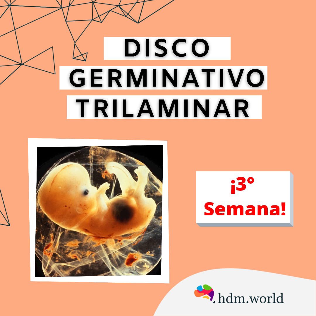 HWorldllc's tweet photo. En 5 minutos...DISCO GERMINATIVO 🏥🚑🥼🧠 #disco #germinativo #gastrulacion #ectodeemo #endodermo #mesosermo #capas https://t.co/QBkBKfYuCs