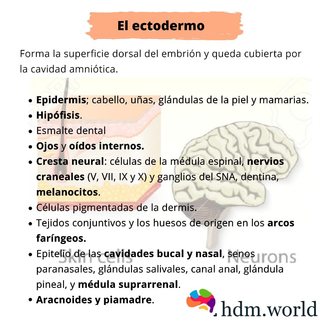 HWorldllc's tweet photo. En 5 minutos...DISCO GERMINATIVO 🏥🚑🥼🧠 #disco #germinativo #gastrulacion #ectodeemo #endodermo #mesosermo #capas https://t.co/QBkBKfYuCs
