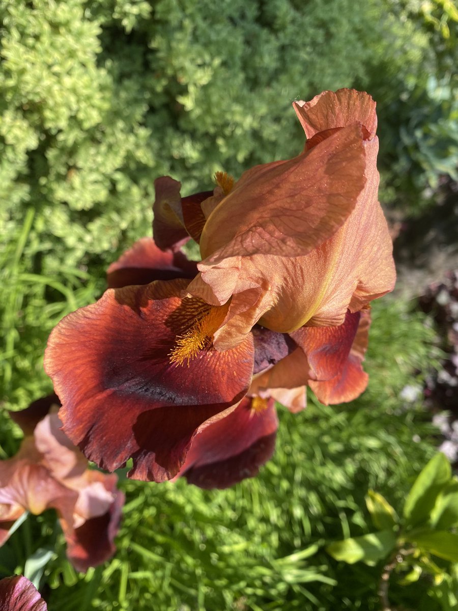 schnattchenrena's tweet photo. Incredibly beautiful 🥰 #Iris flowers 💜 #AlphabettyBlooms https://t.co/imyCd5fxYX