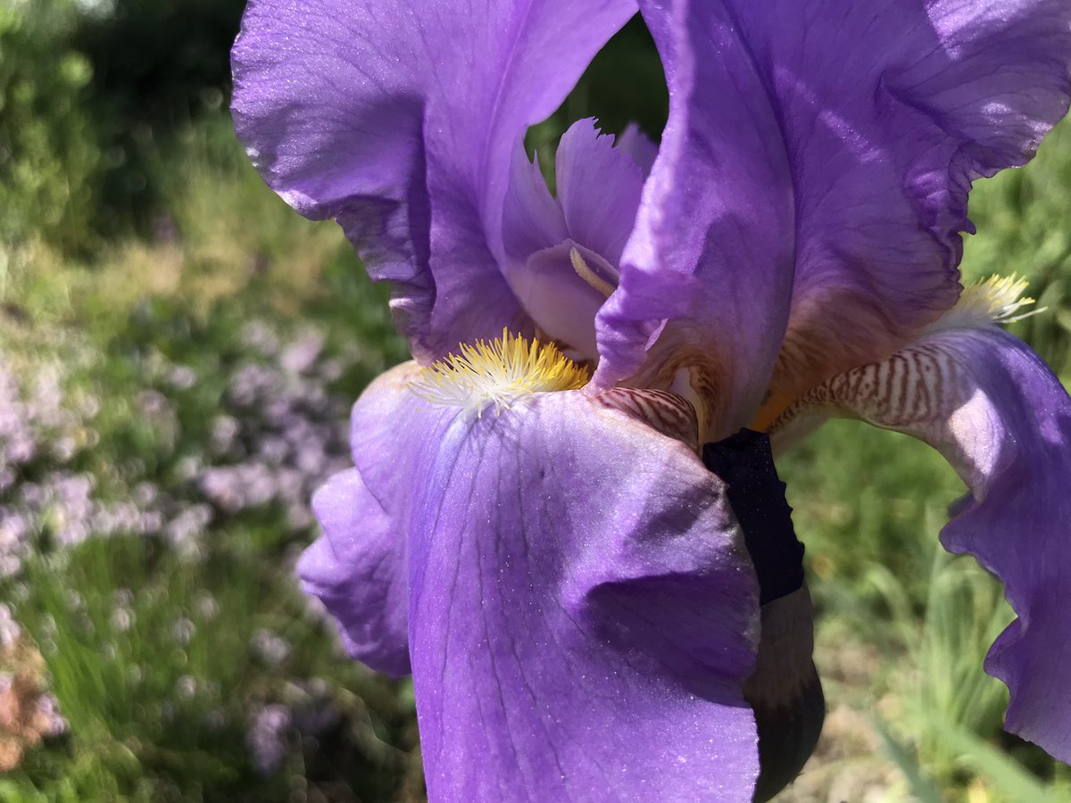 schnattchenrena's tweet photo. Incredibly beautiful 🥰 #Iris flowers 💜 #AlphabettyBlooms https://t.co/imyCd5fxYX