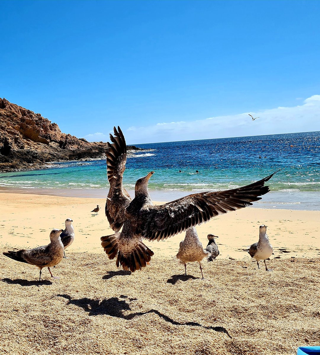 yamikva's tweet photo. Lo último que se pierde es la fe.
Mi foto de hoy
#PlayaSantaMaria #Cabos #CaboSanLucas https://t.co/tCyNItJTEV