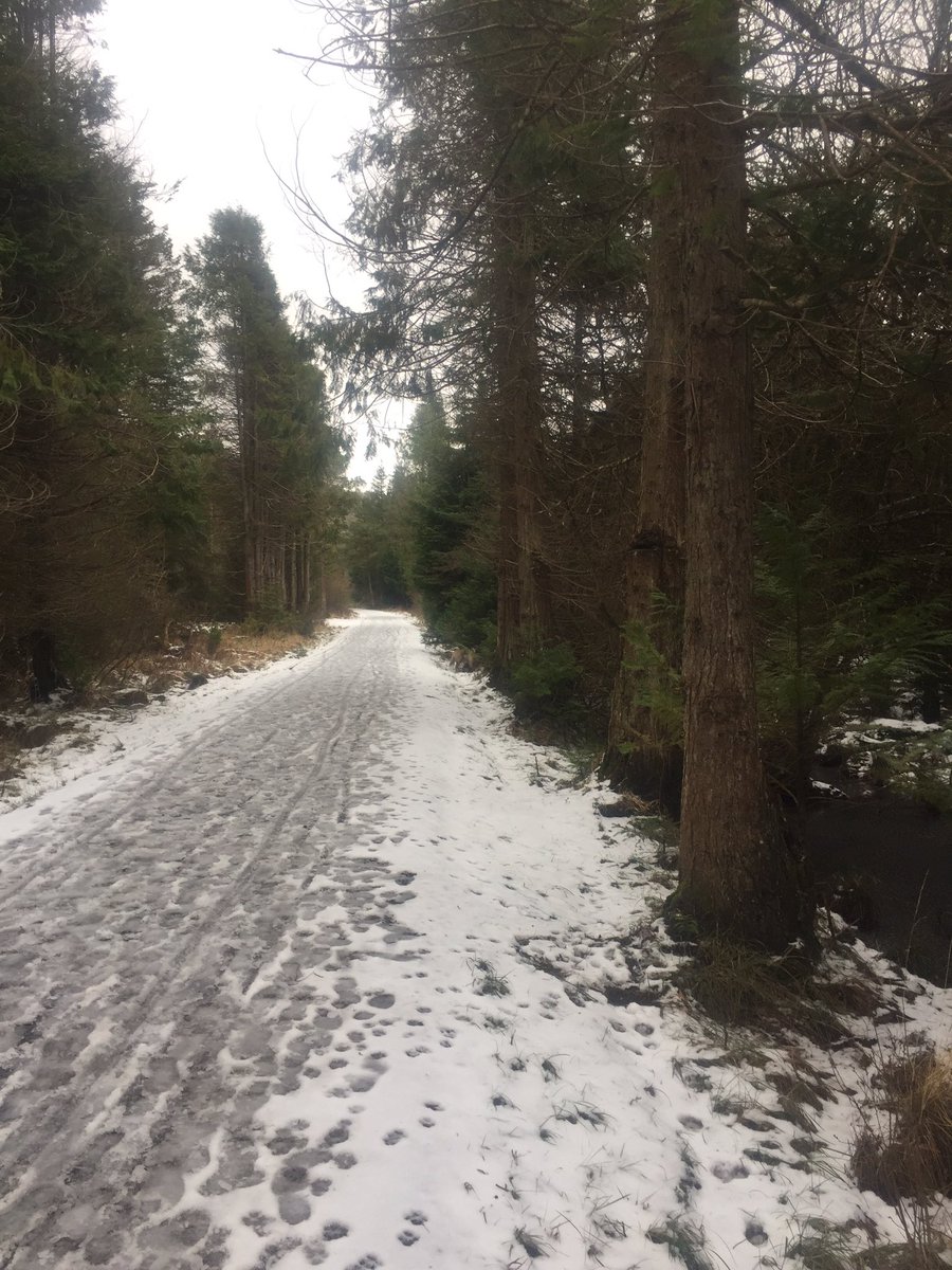 jackiemcguin's tweet photo. Day 44/ 775 of #100daysofwalking #800daysofwalking #sneachta Great resistance training walking through the snow in #UnionWood today. #GetMercyMoving https://t.co/qBOte01jta