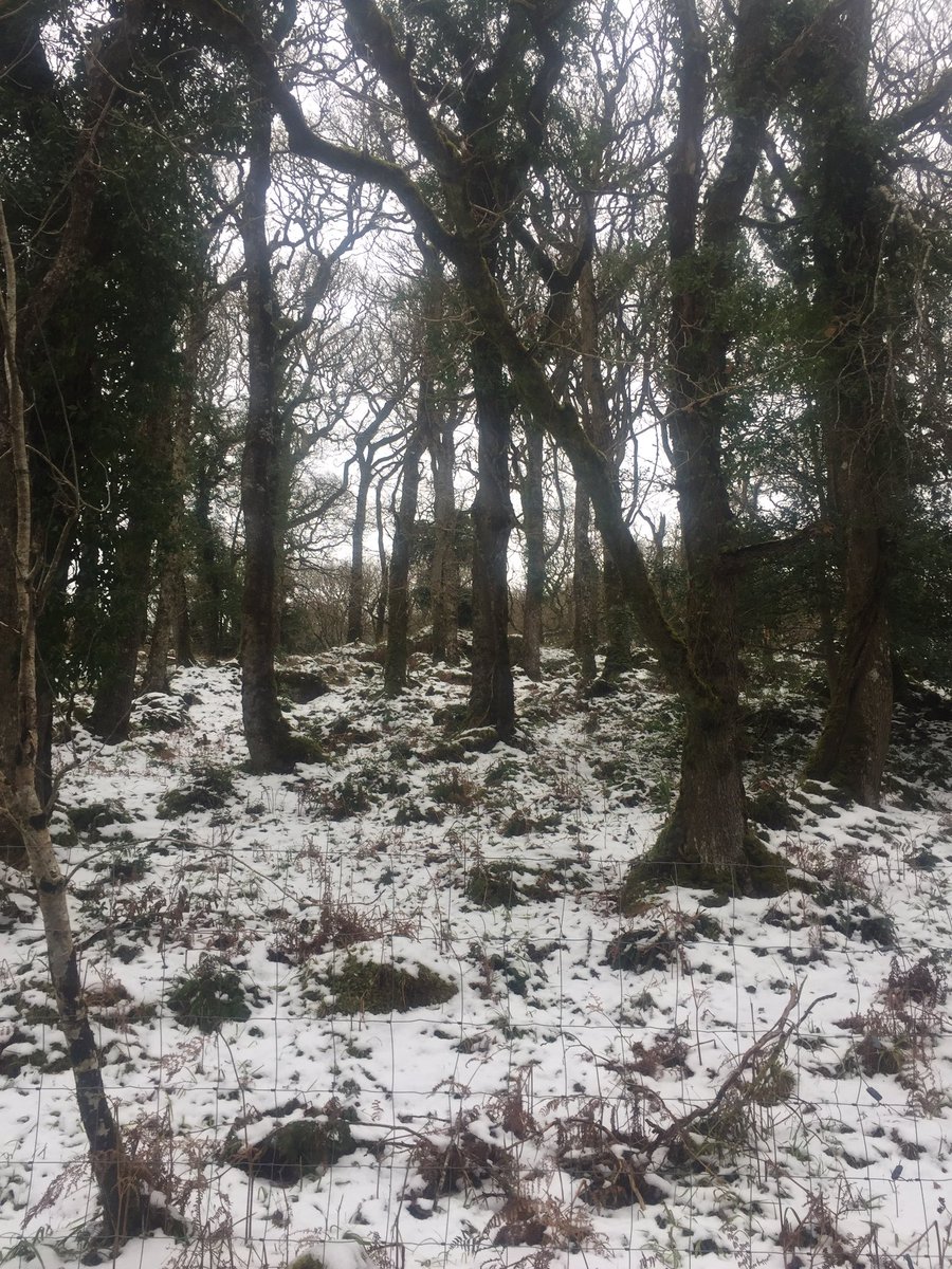 jackiemcguin's tweet photo. Day 44/ 775 of #100daysofwalking #800daysofwalking #sneachta Great resistance training walking through the snow in #UnionWood today. #GetMercyMoving https://t.co/qBOte01jta