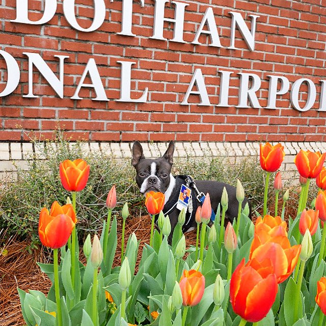 dothanairport's tweet photo. What kind of flower gives the best Valentine’s Day kiss? 

🌷Tulips!🌷

We 💙 these new tulips @lakewoodlandscapegroup planted for us!

#FlyDothan to check them out! 💙✈️

#valentines #valentinesflowers #bostonterrier #LoveDothan #VisitDothan #tulips #tulips🌷 https://t.co/D6LgVTCeTN