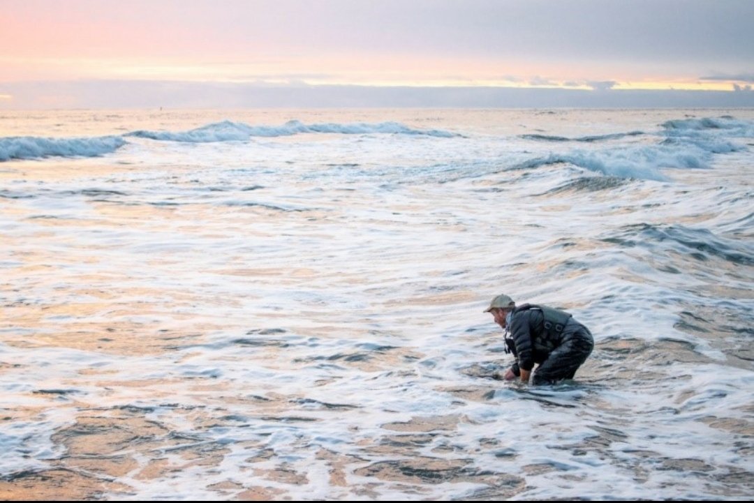 CoastalCutthro1's tweet image. #Satellite tagging adult #steelhead kelts and releasing them into the crashing waves of the #pacificocean  to describe ocean migrations with @FishProphet??!  The kid version of myself would have been eager to get here!  @WDFW @NOAAFisheries #marinebiology