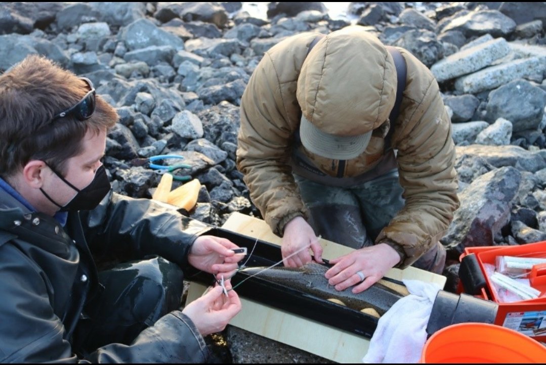 CoastalCutthro1's tweet image. #Satellite tagging adult #steelhead kelts and releasing them into the crashing waves of the #pacificocean  to describe ocean migrations with @FishProphet??!  The kid version of myself would have been eager to get here!  @WDFW @NOAAFisheries #marinebiology