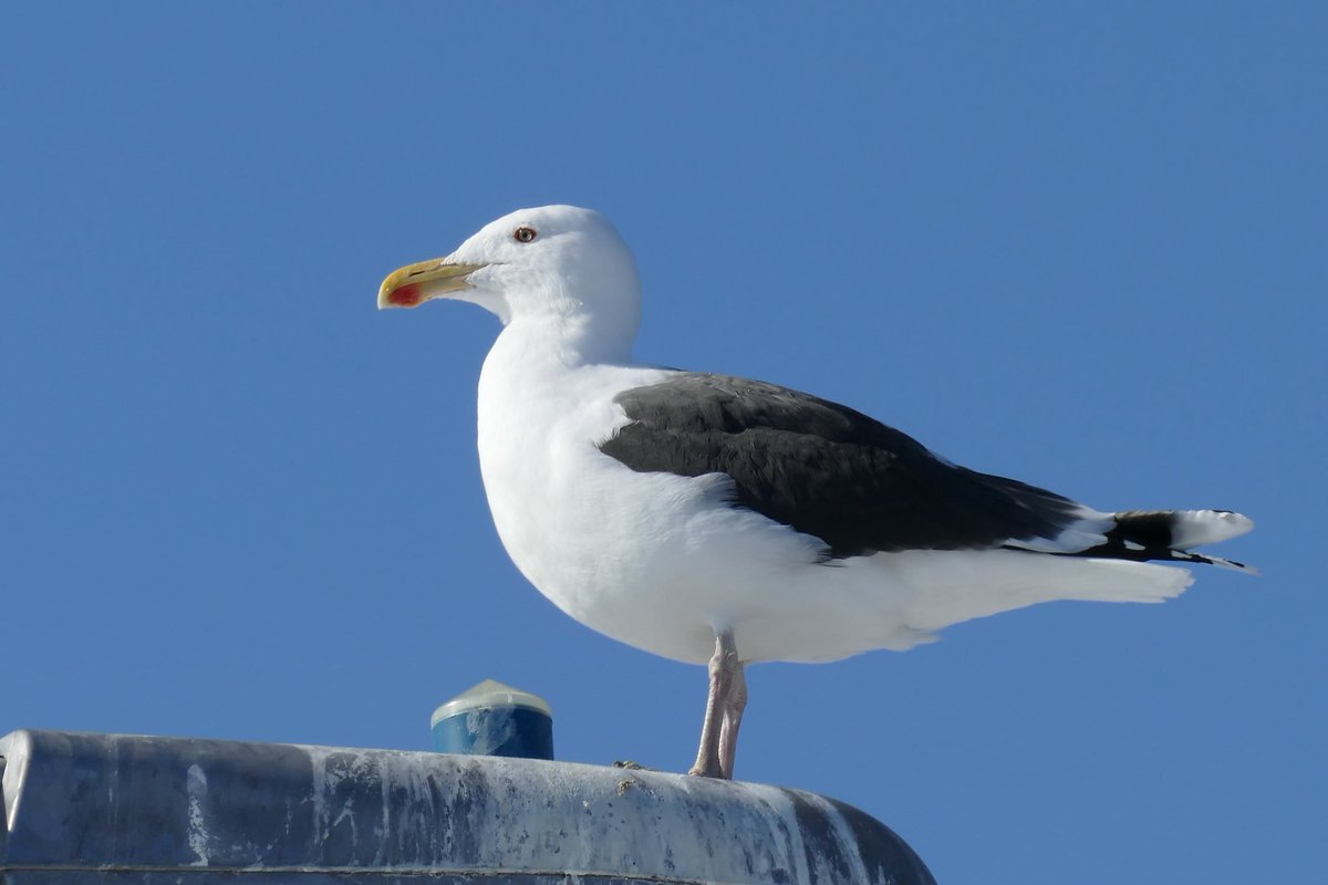 jackinthehammer's tweet photo. This is a Great Black Backed Gull and has a wingspan of 4'11" to 5'7"! They are usually in the North Atlantic, 
but I saw this in Hamilton, on Lake Ontario. #TwitterNatureCommunity
#birds #NaturePhotography
#birding #canadianwildlife
#HamOnt https://t.co/A5pPm18Efr