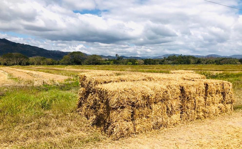 saghonduras's tweet photo. SAG crea reserva estratégica de alimento para ganado, y así garantizar la alimentación del ganado vacuno en época de sequía o exceso de lluvias. Iniciativa del presidente de la República @JuanOrlandoH , bajo el marco de la Fuerza de Tarea #HondurasSeLevanta https://t.co/XYhOC4YhVI
