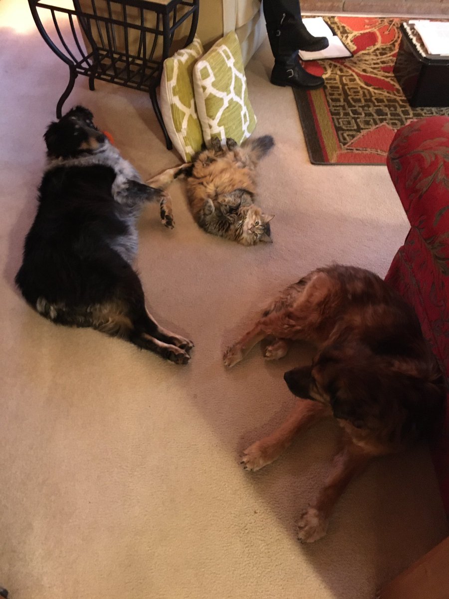 Carldrums's tweet photo. Elsa thinks she’s a dog!😂 https://t.co/9lhqxVImOM