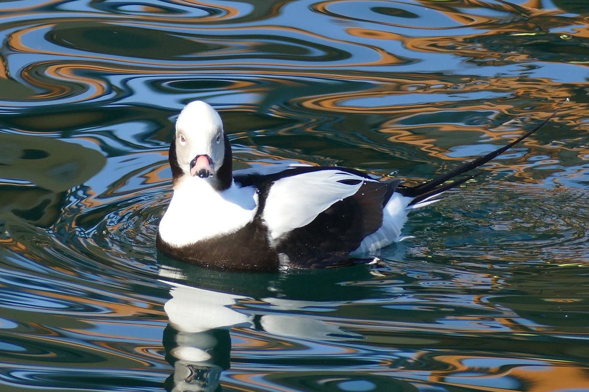 jackinthehammer's tweet photo. A Long-Tailed Duck in the psychedelic-looking water under the lift-bridge in Hamilton, Ontario Canada #HamOnt #TwitterNatureCommunity #ducks #naturelovers #NaturePhotography #canadianwildlife #birdsofCanada https://t.co/49TpV6Cryn