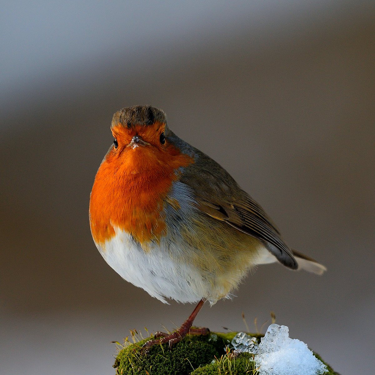 Some photos from today - walk with @melnorris58. #Starling #Bullfinch #GreyWagtail #Robin #WinterWatchList.