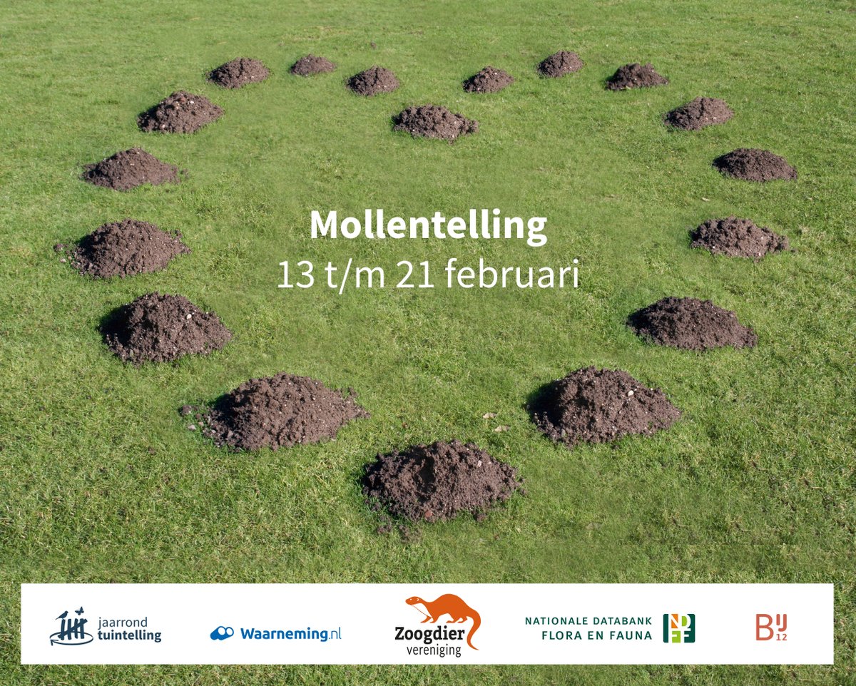 Het is vandaag Valentijnsdag! Ben je romantisch met jouw valentijn een winterse wandeling aan het maken en kom je onderweg molshopen tegen? Geef ze door tijdens de Mollentelling! Dit kan van 13 t/m 21 februari. 

Lees hier verder: zoogdiervereniging.nl/wat-we-doen/mo…
