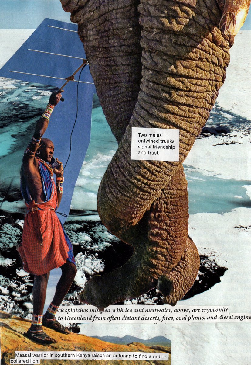 #collage #collageart #magazineart #natgeomagazine #maasai #maasaiwarrior #africanelephant