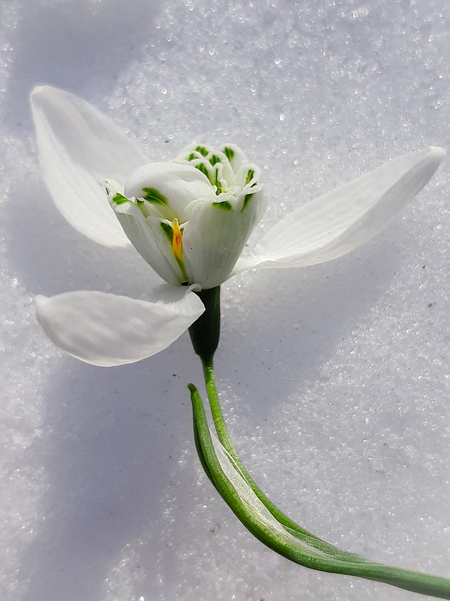 LotteTruelsen's tweet photo. More Galanthus Lady Beatrix Stanley 🙏 Love it! 
#snowdrops #flowers #gardening https://t.co/9texTsdaSc